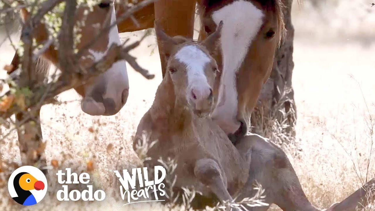 Wild Horse Family Helps Baby Take First Steps